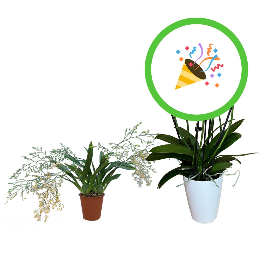 Oncidium + Orchideen-Überraschung im 2er Paket