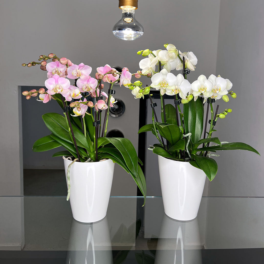 Blumen Kaufen Heute In Der Nähe Blumen kaufen | Wunderschönes Blütenmeer für Dein zu Hause bestellen