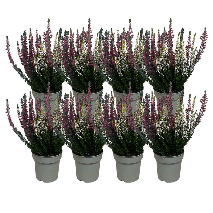 Garden Girls® | Vanilla Plum Heide 8er Paket