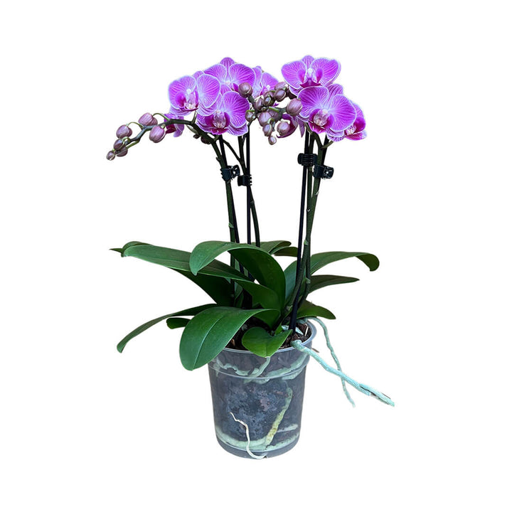 Vienna violette Tisch-Orchidee | Optional mit Übertopf