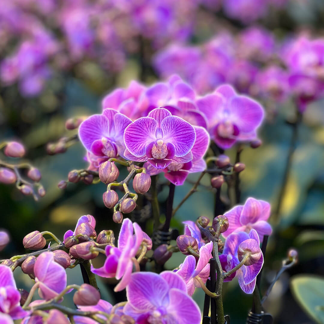 Vienna violette Tisch-Orchidee | Optional mit Übertopf