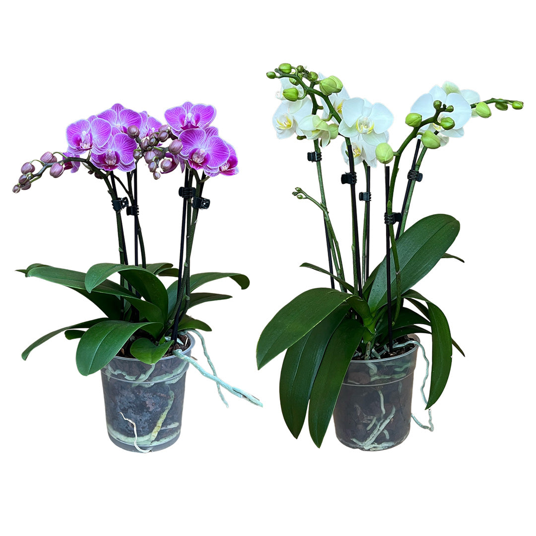 Orchideen-Angebote der Woche + Übertöpfe