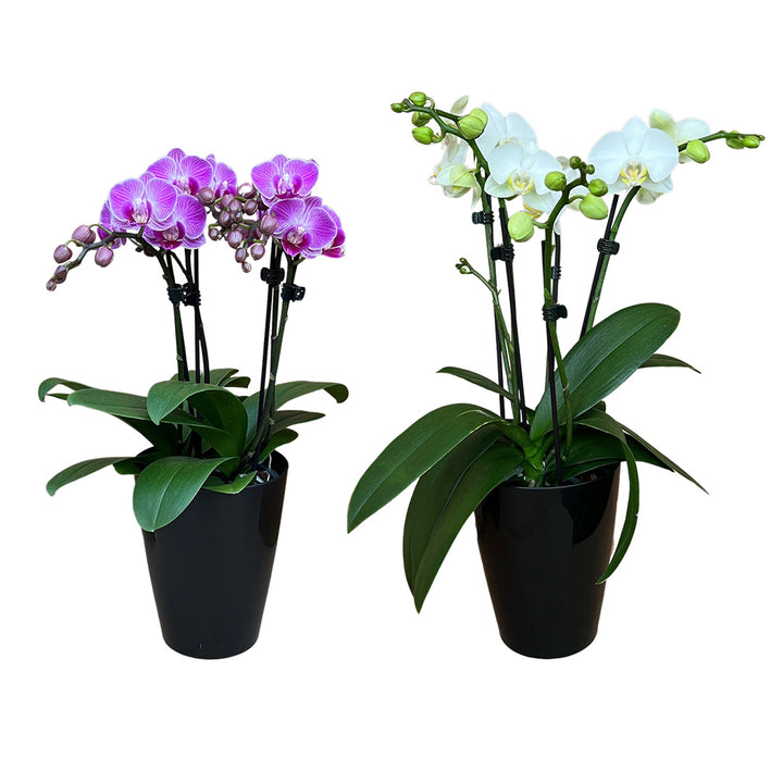 Orchideen-Angebote der Woche + Übertöpfe