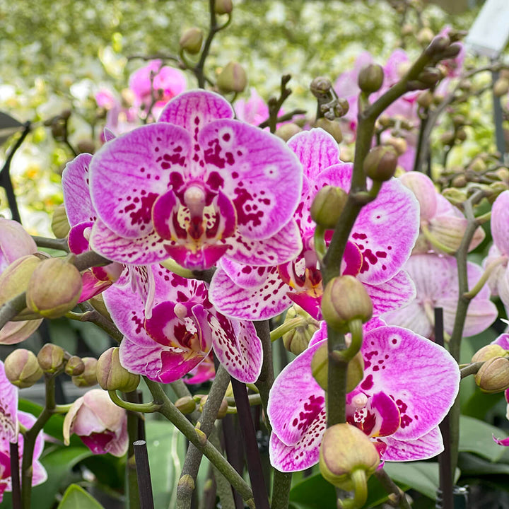 Orchideen 2er Angebote der Woche + Übertöpfe