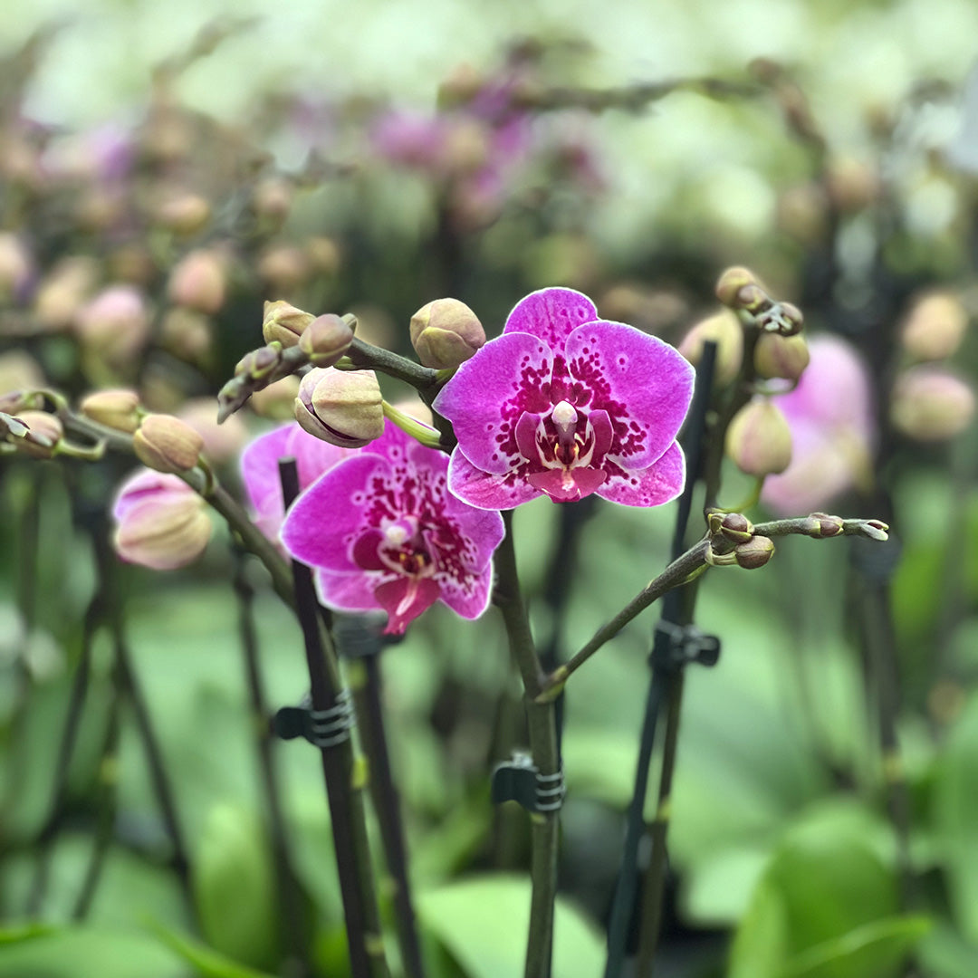 Violett gepunktete Orchidee | Optional mit Übertopf