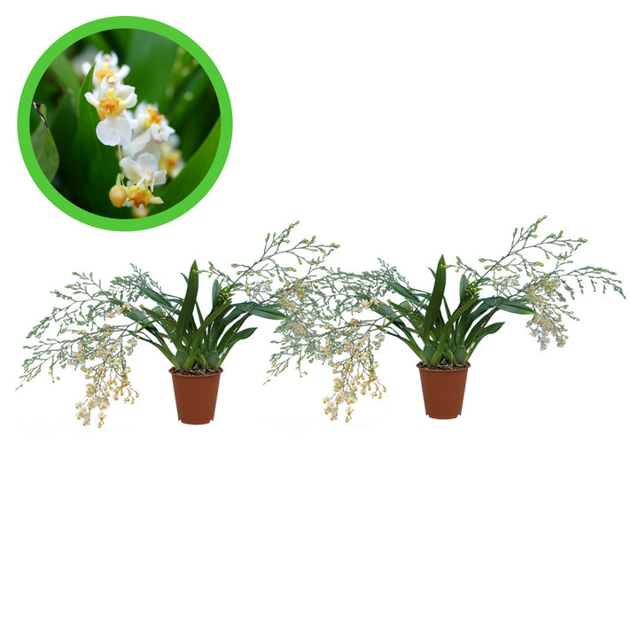 Oncidium Orchideen 2er Paket | Duftorchideen