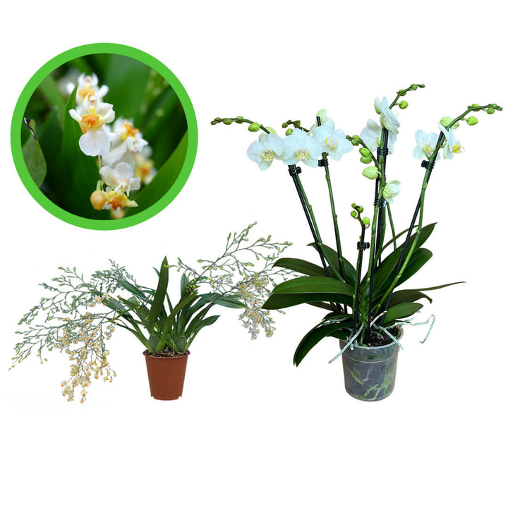 Oncidium + weiße 5 rispige Orchidee im 2er Paket