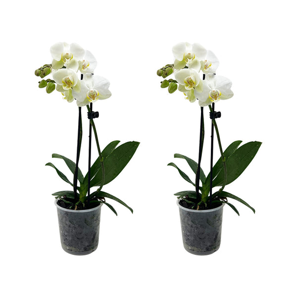 orchidee kleine weiße tierchen im topf 2 - 3 rispiges Orchideen 2er Paket