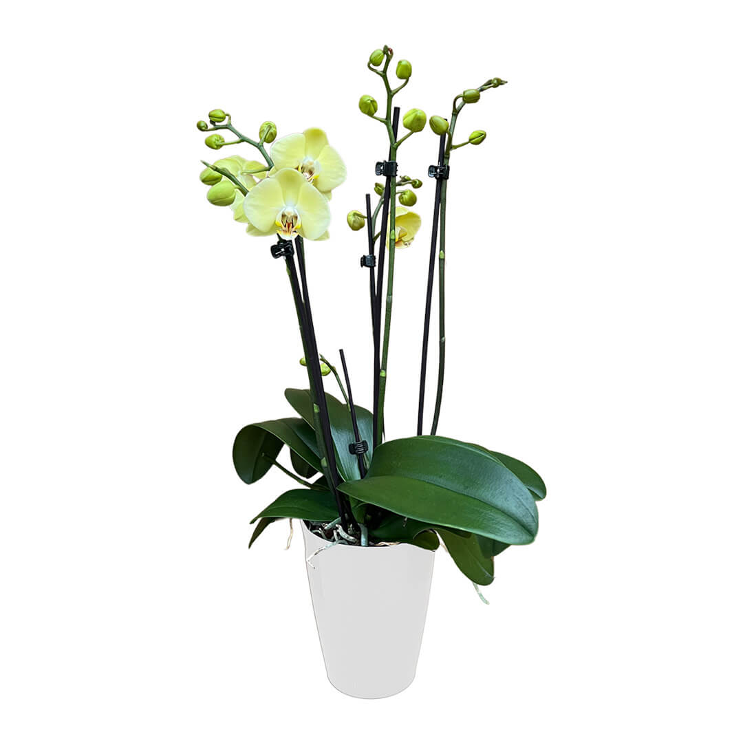Yelyx gelbes Orchidee | Optional mit Übertopf
