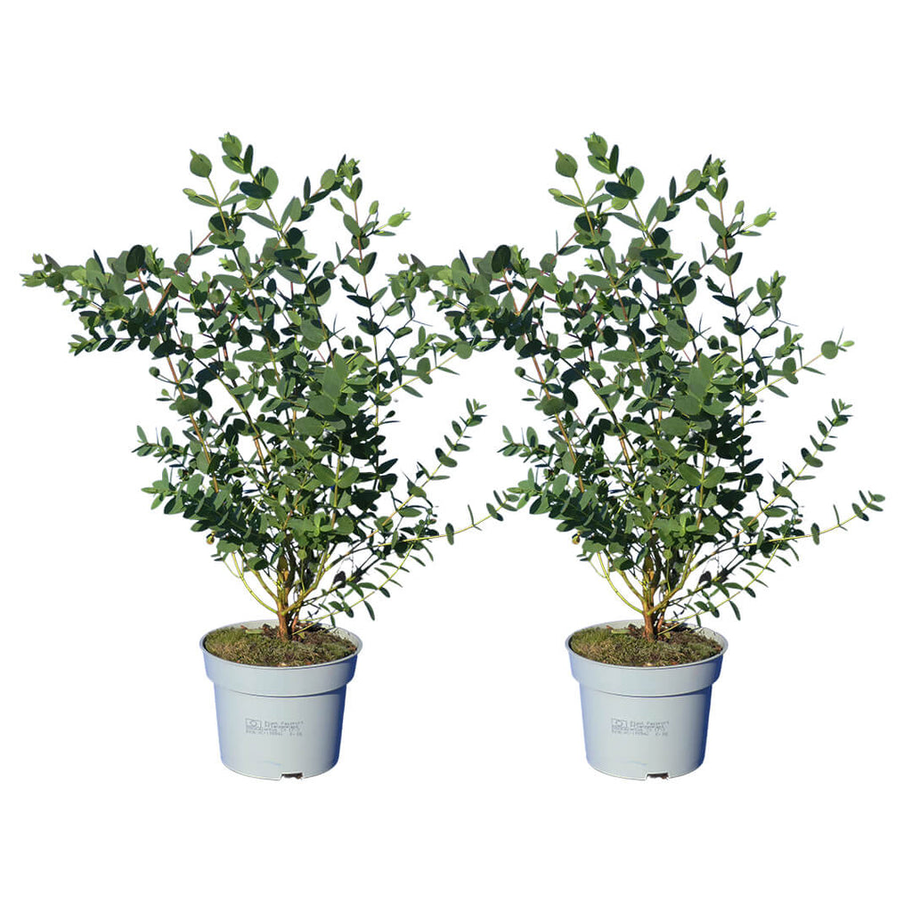 eukalyptus zimmerpflanze obi Eukalyptus kaufen