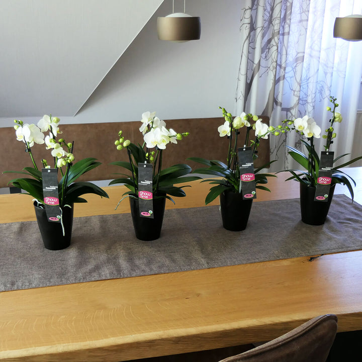 5 rispiges Orchideen 4er Paket + Übertöpfe