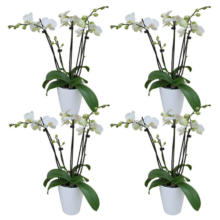 5 rispiges Orchideen 4er Paket + Übertöpfe