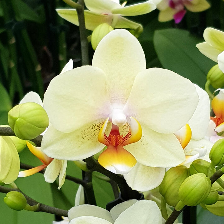 Orchideen-Angebote der Woche + Übertöpfe