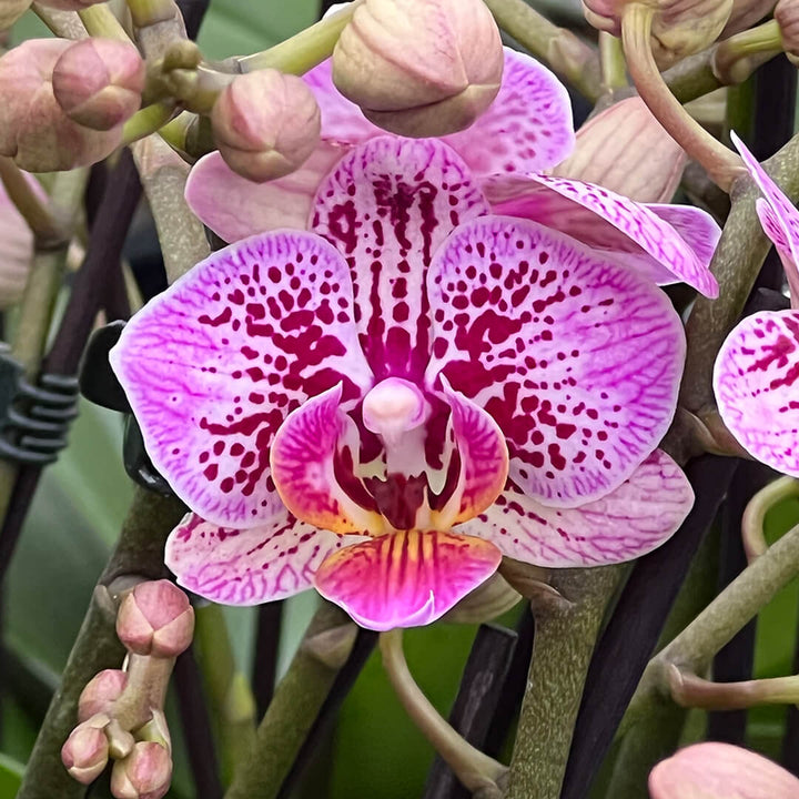 Aliyah | Violettes Orchideen 2er Paket + Übertöpfe