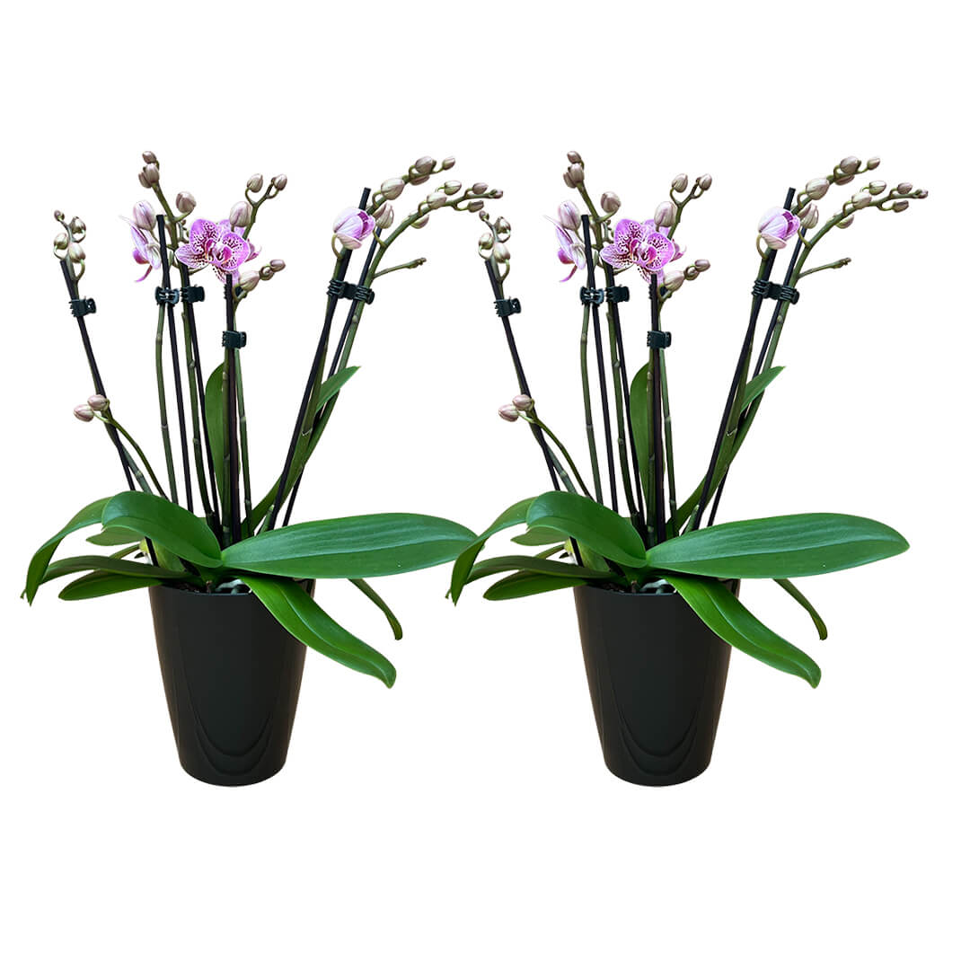 Aliyah | Violettes Orchideen 2er Paket + Übertöpfe