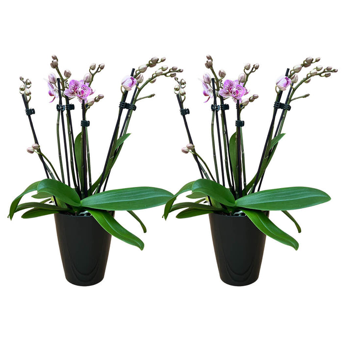 Aliyah | Violettes Orchideen 2er Paket + Übertöpfe