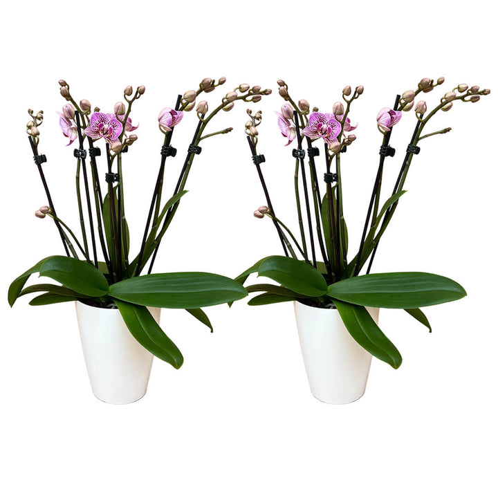 Aliyah | Violettes Orchideen 2er Paket + Übertöpfe