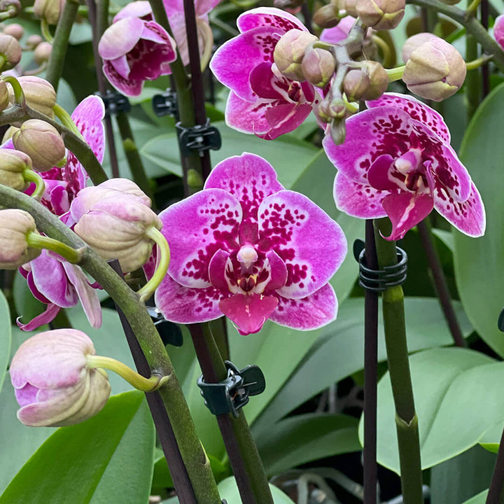 Anthurq | Violettes Orchideen 2er Paket + Übertöpfe