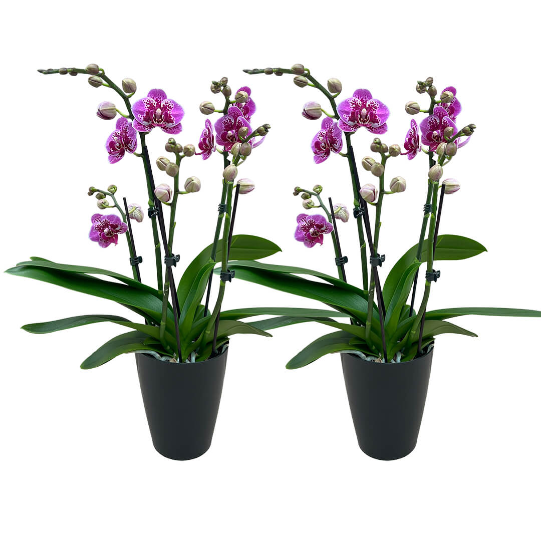 Anthurq | Violettes Orchideen 2er Paket + Übertöpfe