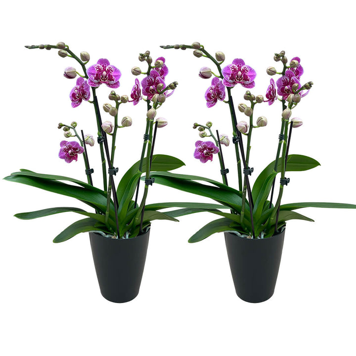 Anthurq | Violettes Orchideen 2er Paket + Übertöpfe