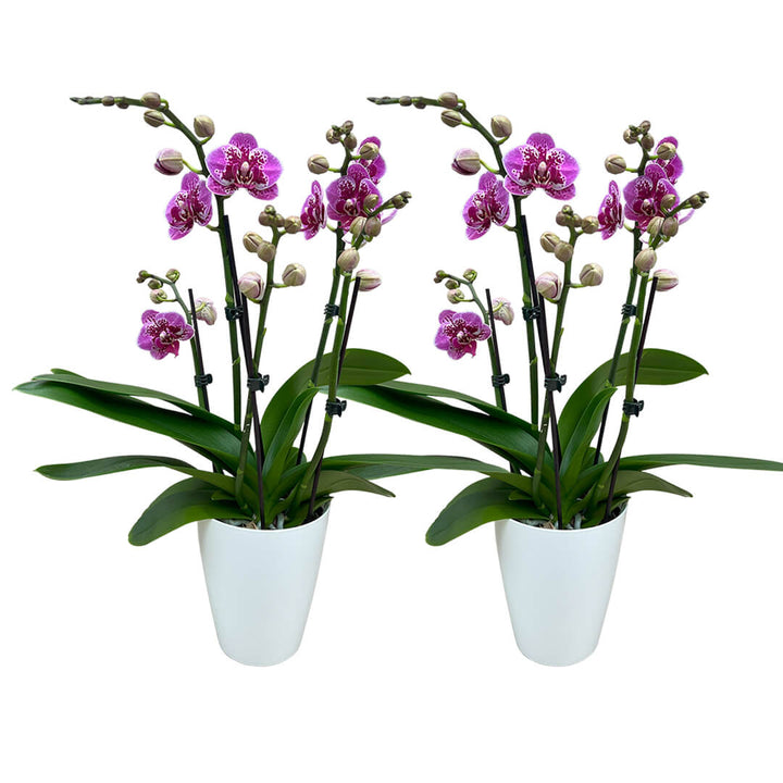 Anthurq | Violettes Orchideen 2er Paket + Übertöpfe
