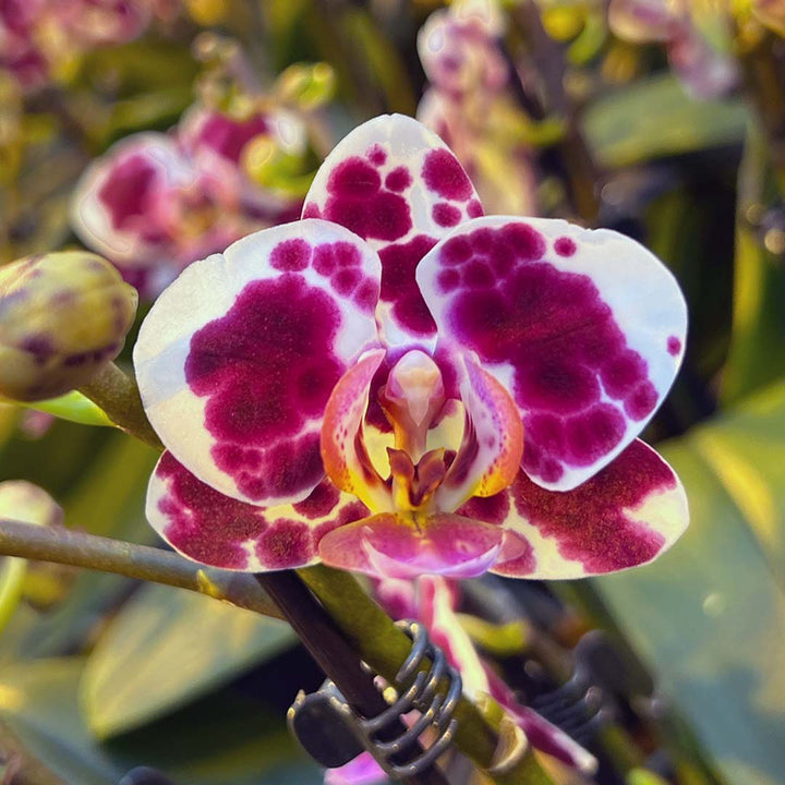 Orchideen 2er Angebote der Woche + Übertöpfe