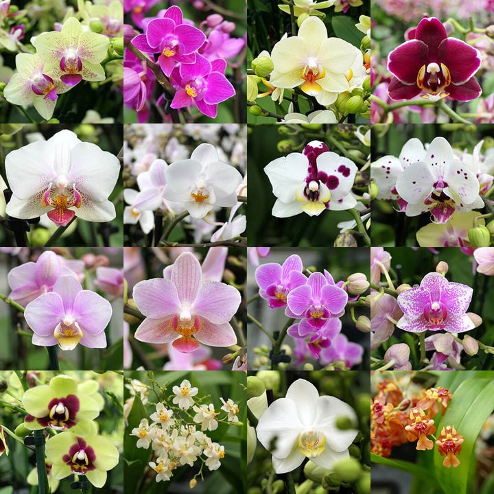 2er Orchideen Überraschung + Übertöpfe