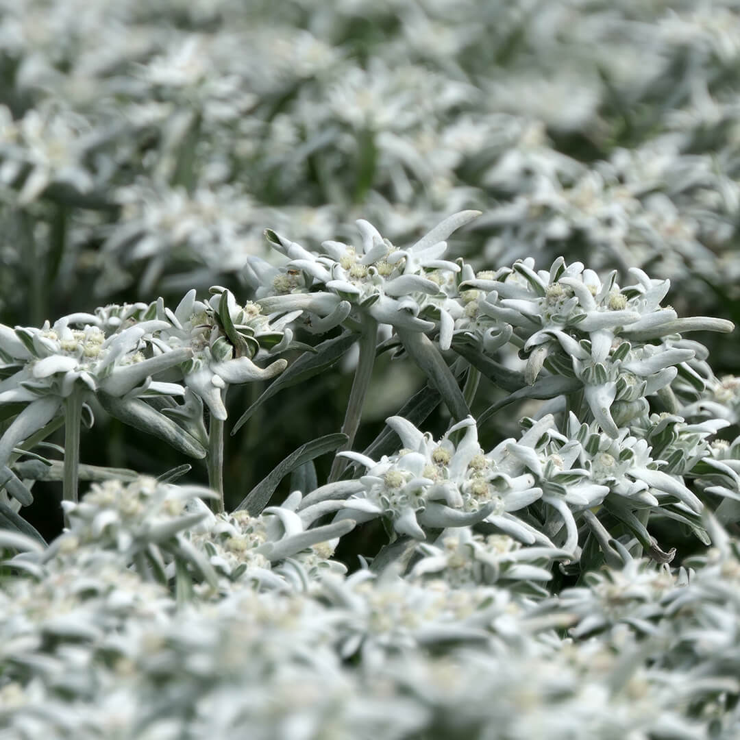 Alpenblumen | Edelweiß 8er Paket