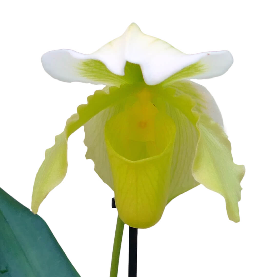 Frauenschuh Orchideen 2er Paket