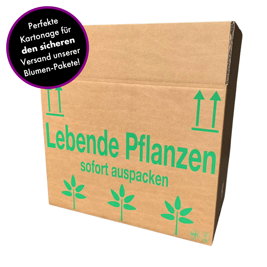 Rötlich | Gelb gepunktetes Orchideen 2er Paket + Übertöpfe