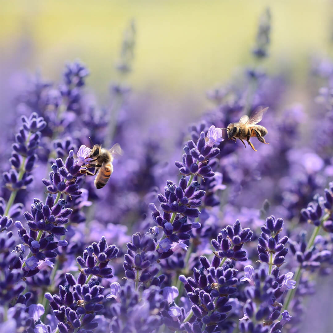 Bienenwunder | Strahlendes Lavendel 8er Paket