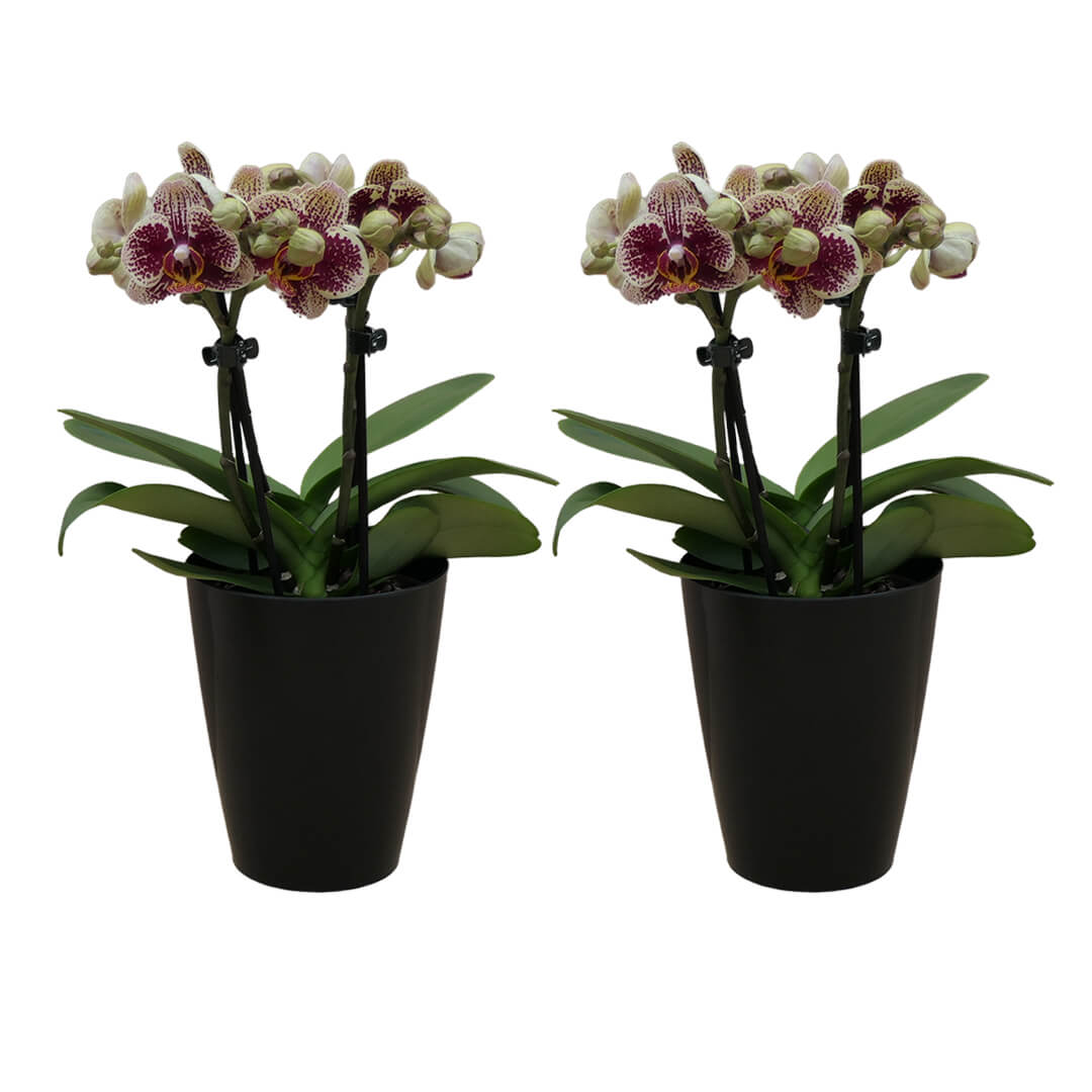 Rötlich | Gelb gepunktetes Orchideen 2er Paket + Übertöpfe