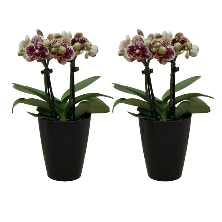 Rötlich | Gelb gepunktetes Orchideen 2er Paket + Übertöpfe