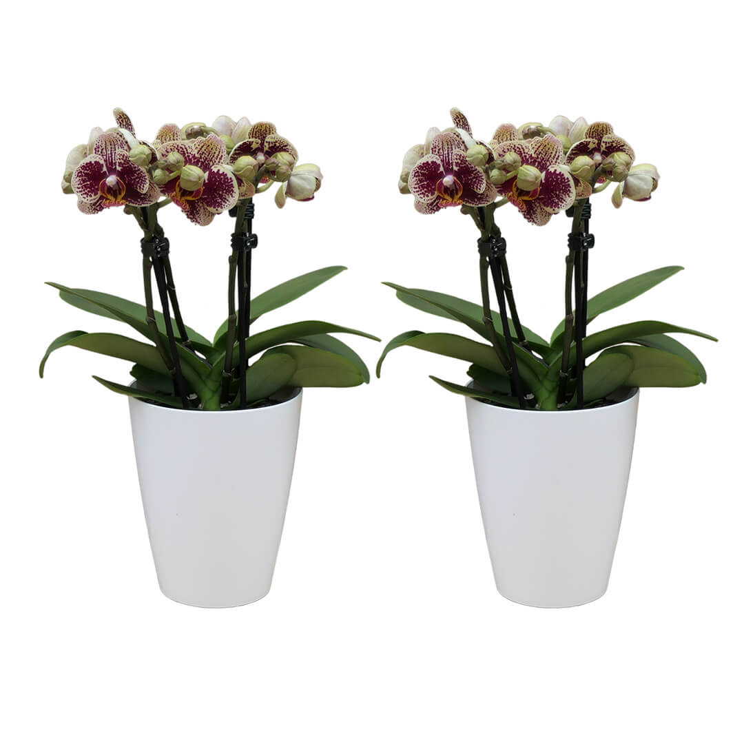Rötlich | Gelb gepunktetes Orchideen 2er Paket + Übertöpfe