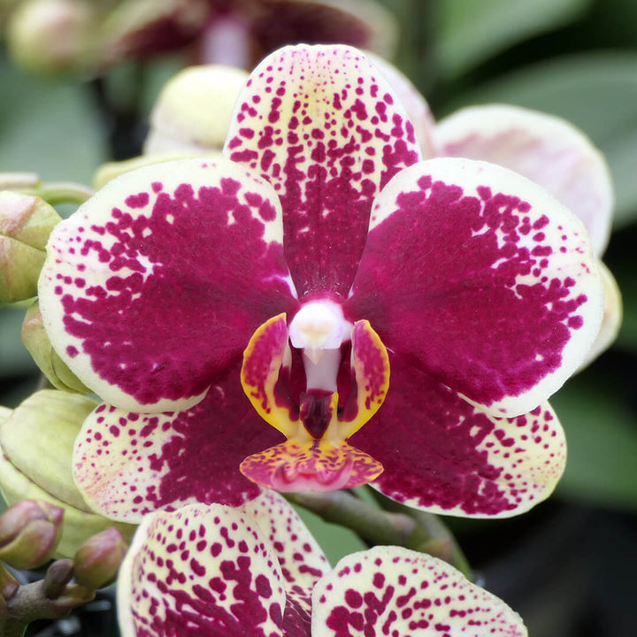 Rötlich | Gelb gepunktetes Orchideen 2er Paket + Übertöpfe