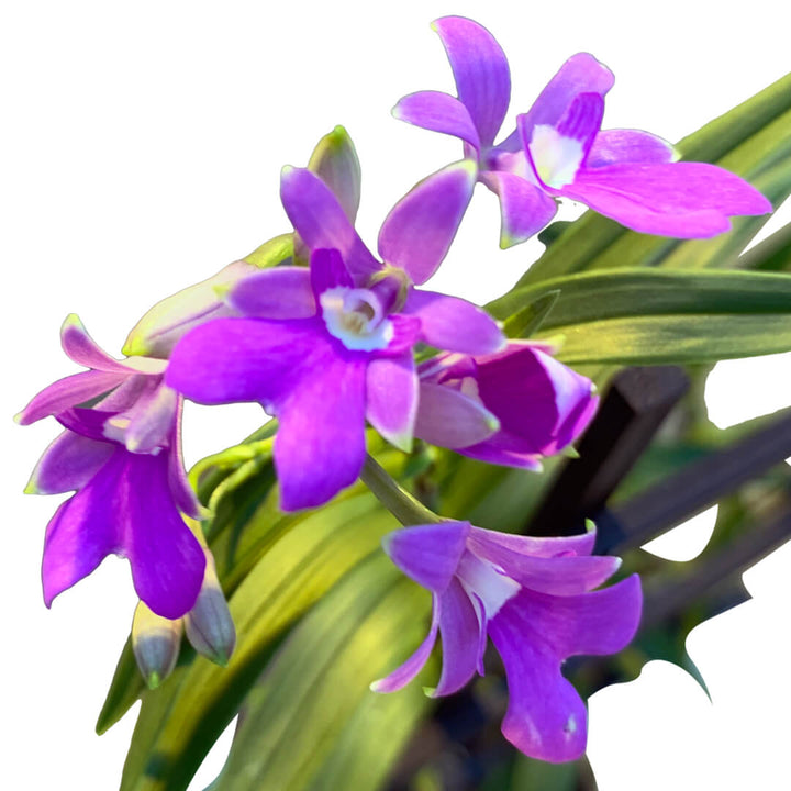 Panama Orchideen 2er Paket