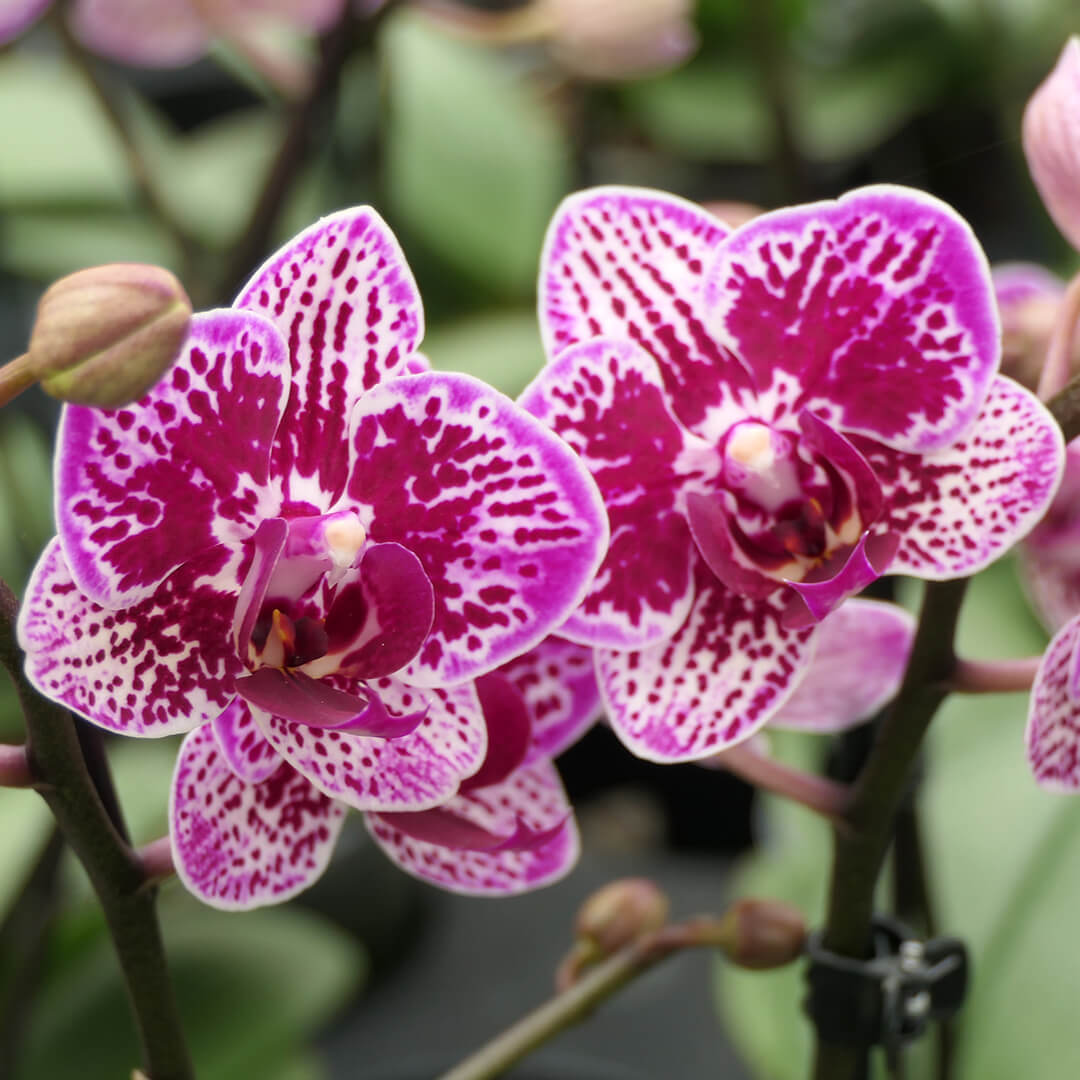 Orchideen-Angebote der Woche + Übertöpfe